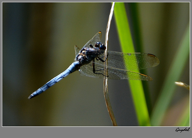 ... ou Bleue