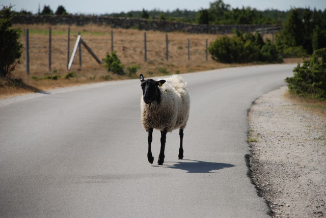 Sheep Crossing