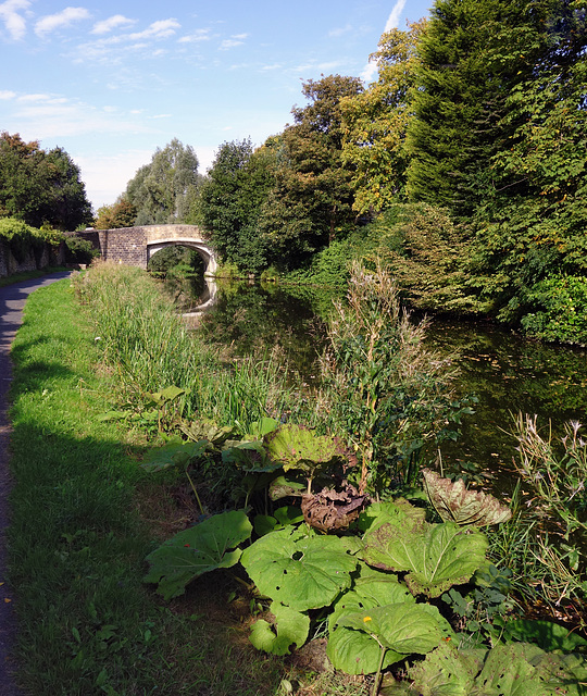 Autumn on the canal.