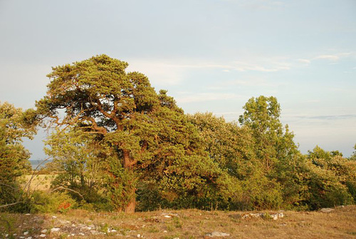 Around Nystugu Farm