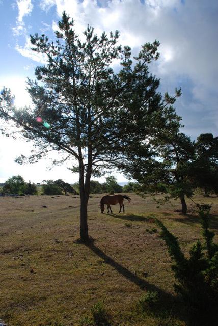 Around Nystugu Farm