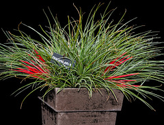 Fascicularia