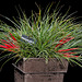 Fascicularia