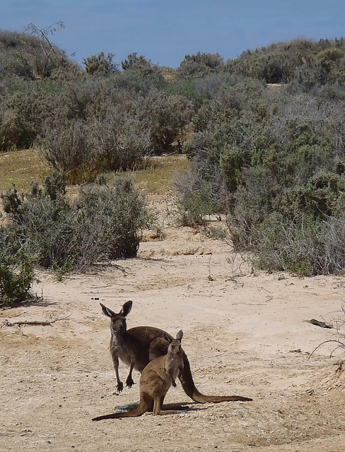 Red kangaroo and joey