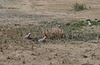 galahs at the soak