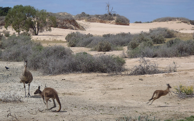 Red kangaroo and joey