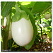 SOLANUM