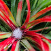 Fascicularia