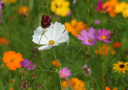 Cosmo Flowers