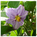 SOLANUM