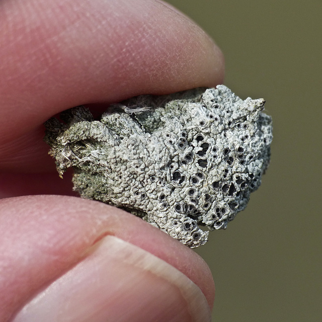 cf Megaspora verrucosa lichen