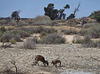 Red kangaroo and joey