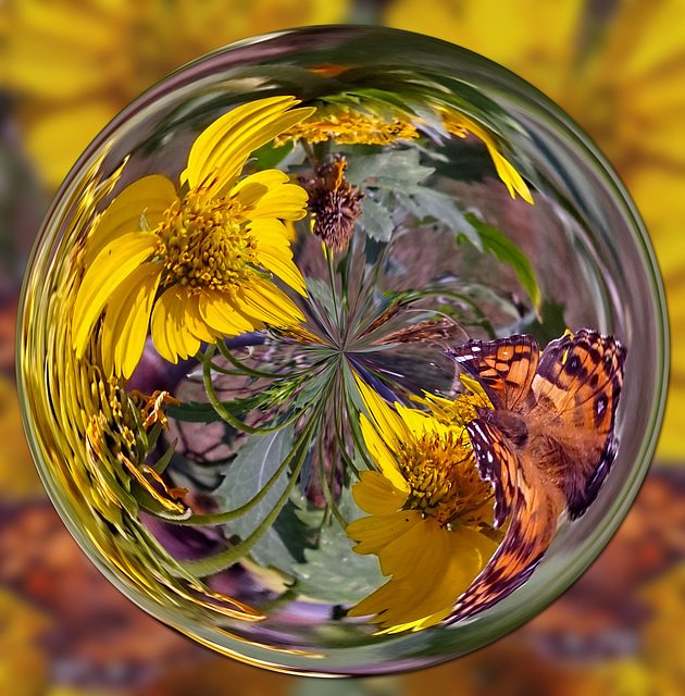 Hackberry Emperor butterfly on Sunflowers Circle