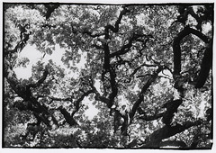 Santa Rosa Creek Oak