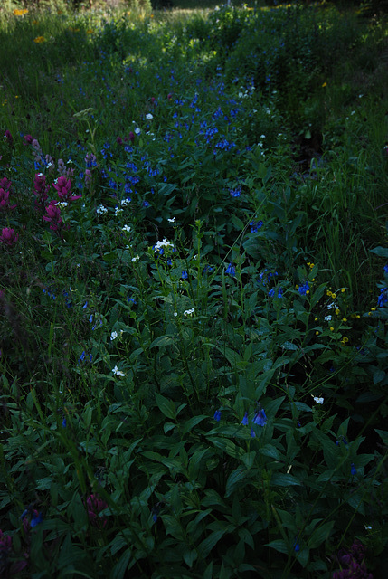 Mt. Uncompahgre Hike