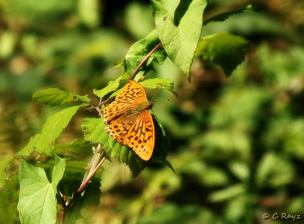 Silver-washed Fritillary