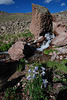 Mt. Uncompahgre Hike