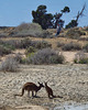 Red kangaroo and joey