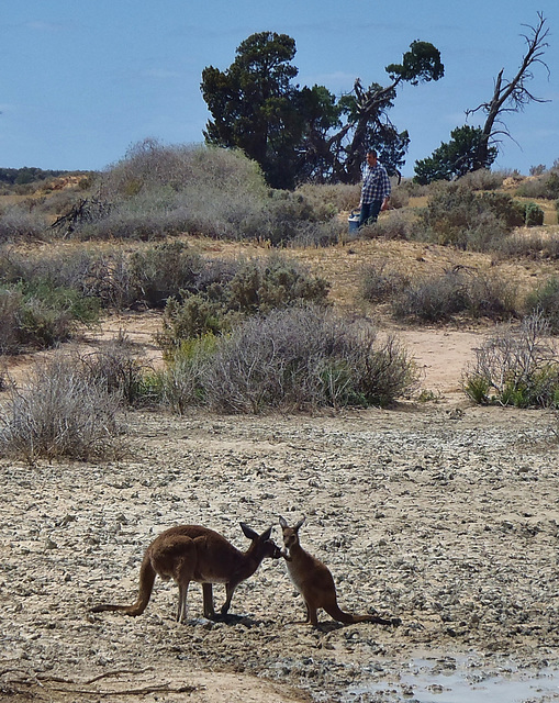 Red kangaroo and joey