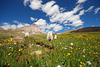 Mt. Uncompahgre Hike