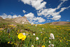 Mt. Uncompahgre Hike