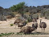 mob of emus at the soak