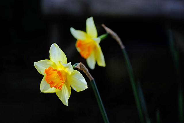 Signs of Spring X-E1