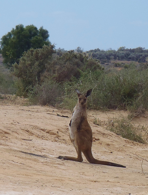 Red kangaroo joey