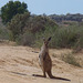 Red kangaroo joey