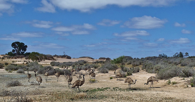 mob of emus at the soak