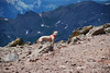 Mt. Uncompahgre Hike