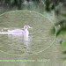 Immature Great Crested Grebe  - Earley - 16.8.2012