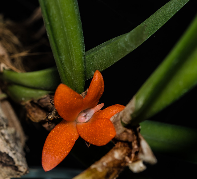 Ceratostylis rubra