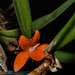 Ceratostylis rubra