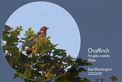Chaffinch - East Blatchington - 22.5.2012