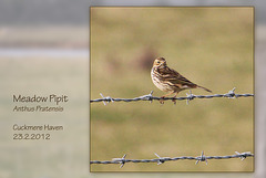Meadow Pipit - Seven Sisters Country Park - Cuckmere - 23.2.2012
