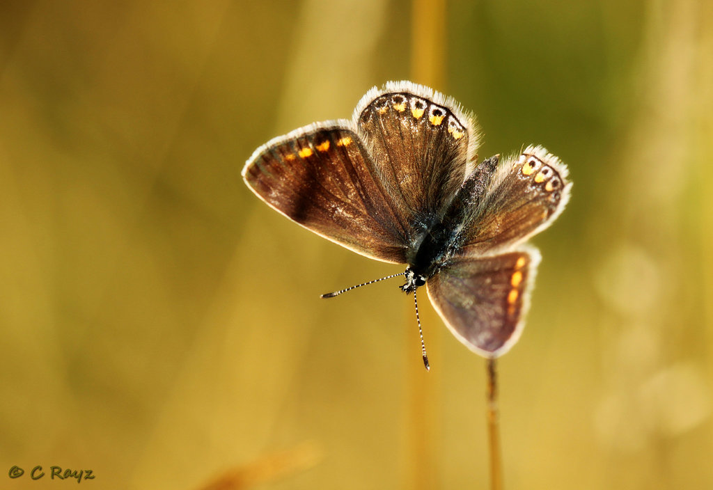 Brown Argus Aricia agestis