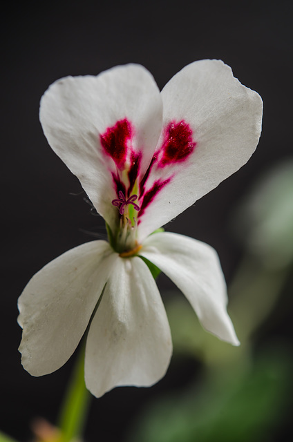 Pelargonium echinatum