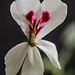 Pelargonium echinatum