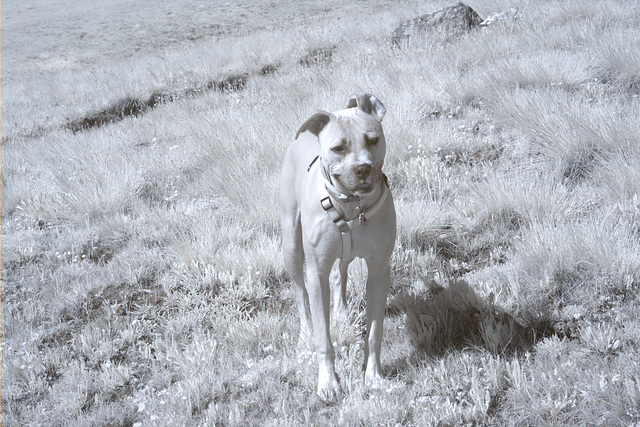 Infrared Dog