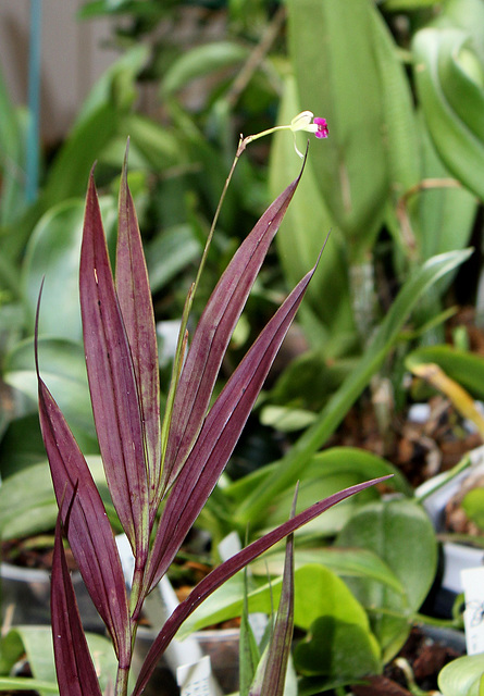 Epidendrum antonense