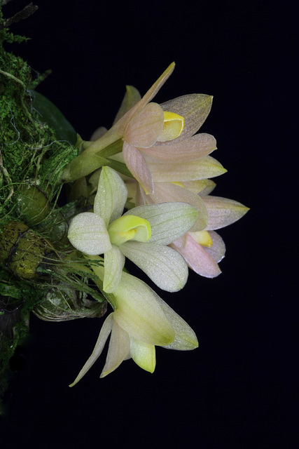 Dendrobium laevifolium