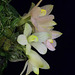 Dendrobium laevifolium