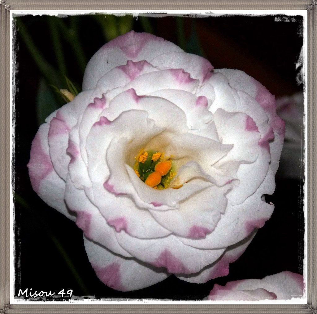 LISIANTHUS