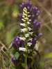 Spiranthes ochroleuca (Yellow Ladies'-tresses orchid)