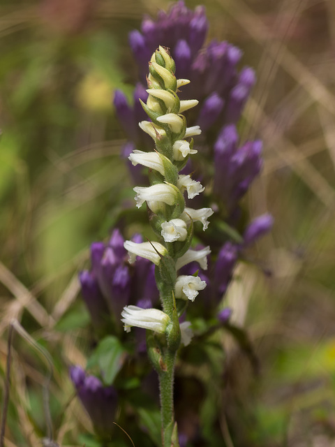 Spiranthes ochroleuca (Yellow Ladies'-tresses orchid) Spiranthes ochroleuca (Yellow Ladies'-tresses orchid)