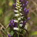 Spiranthes ochroleuca (Yellow Ladies'-tresses orchid)