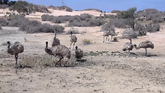 mob of emus at the soak