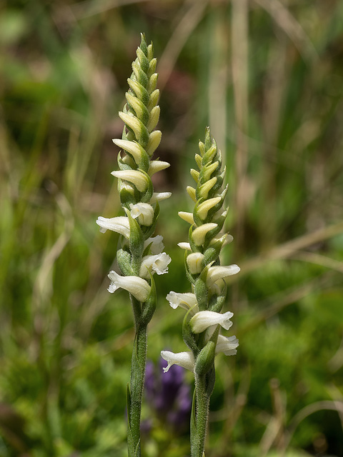 Spiranthes ochroleuca (Yellow Ladies'-tresses orchid)