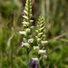 Spiranthes ochroleuca (Yellow Ladies'-tresses orchid)